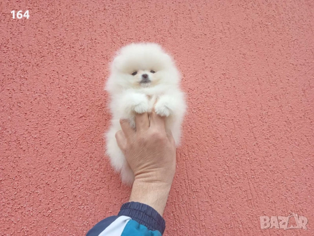 Померан. Реални снимки !, снимка 4 - Померан - 54138758