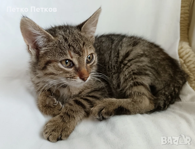 Подарявам малко котенце, снимка 2 - Други - 54969442