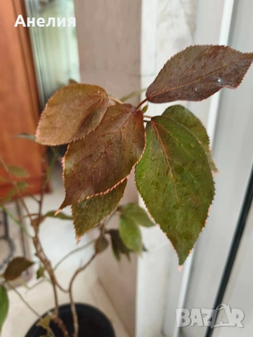 Акалифа copperleaf екзотика , снимка 3 - Стайни растения - 55045182