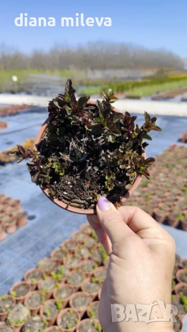 Шоколадова Мента, Mentha "Chocolate Mint", студоустойчива и многогодишна, снимка 7 - Градински цветя и растения - 54176173