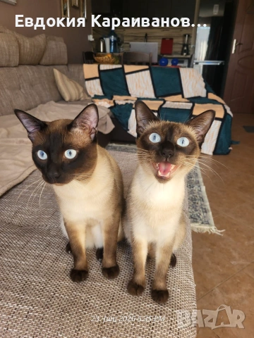 Сиамски котета 