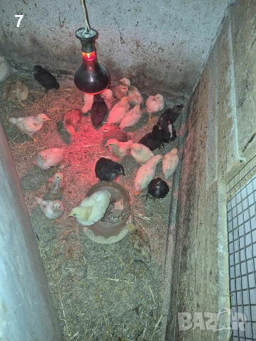 продавам селски пилета , снимка 6 - Кокошки и пуйки - 54069894