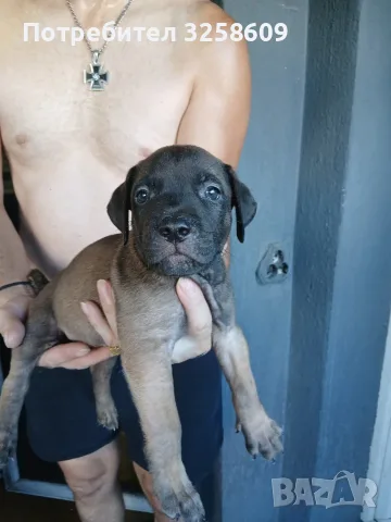 🐶 Продавам красиви Американски Питбул кученца - 8 броя, 2 месеца, снимка 10 - Питбул - 55679299