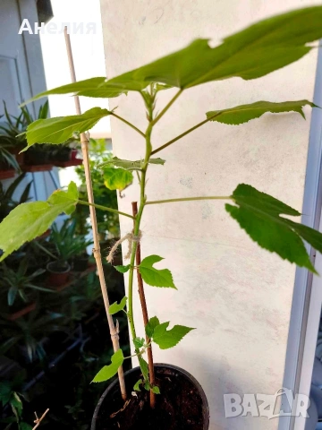 Хартиено дърво Broussonetia papyrifera, снимка 4 - Градински цветя и растения - 55185988
