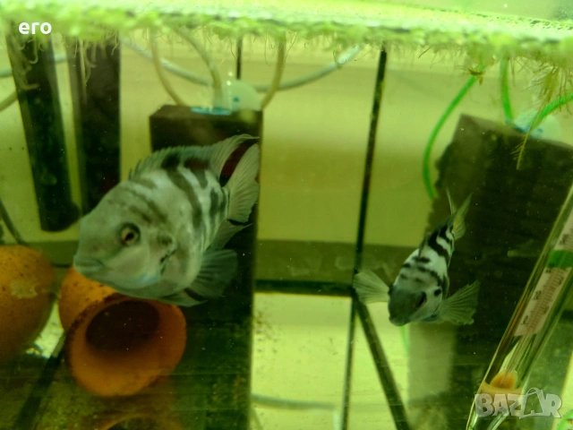 Зебровидна цихлазомс, снимка 3 - Рибки - 54035952