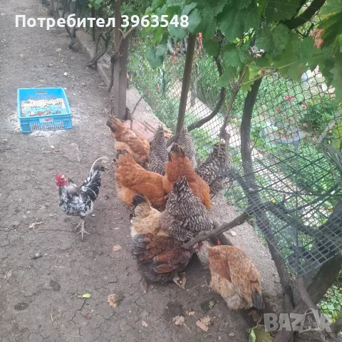 Продавам 10 кокошки и 1 петле, снимка 4 - Кокошки и пуйки - 55597077