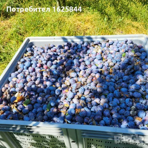 Предлагам бране на сливи и други плодове с машина Мая, снимка 2 - Други услуги - 55467564