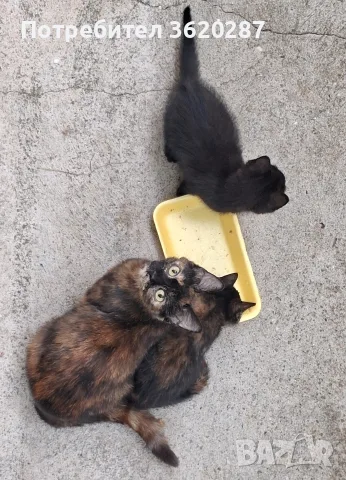 Черно мъжко котенце