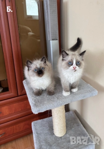 Готови за нов Дом, снимка 2 - Бенгалски - 54077626