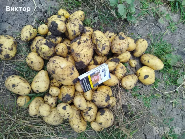 Картофи на едро, сорт Сорая