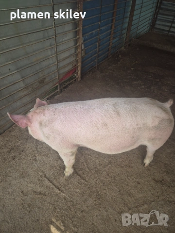 Прасета, снимка 2 - Прасета - 54232188