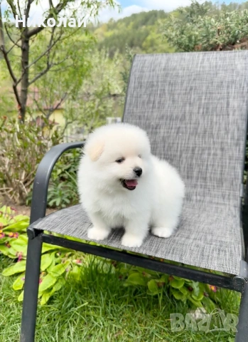 Померан момче. Померанче