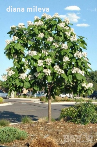 Каталпа, Catalpa bignonioides, снимка 5 - Градински цветя и растения - 54894868