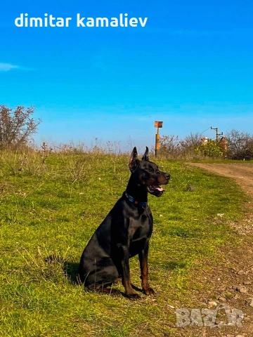 мъжки доберман
