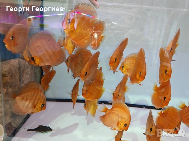 Дискуси, снимка 3 - Рибки - 51439805