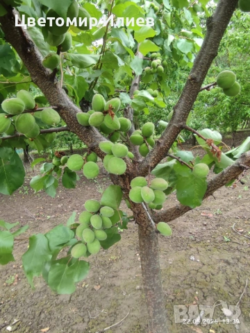 Кайсии, различни сортове, снимка 4 - Домашни продукти - 54846812