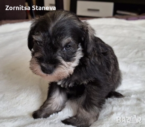 Мини (цверг) шнауцери, снимка 12 - Други - 54016098