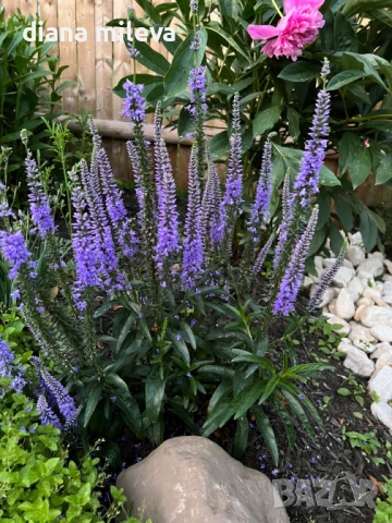 Вероника, Veronica spicata anniversary blue, снимка 2 - Градински цветя и растения - 54092358