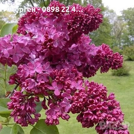 Люляк / Lilac, снимка 3 - Разсади - 51517423