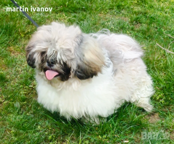 Мъжко шитцу, снимка 6 - Ши Тцу - 54160033