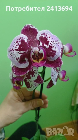 орхидея фаленопсис 