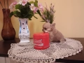 момче чихуахуа. , снимка 2