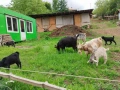 Продавам кози , снимка 2