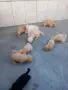продавам малтипу, снимка 3