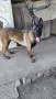 Белгийска овчарка  !!! , снимка 6