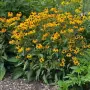 Рудбекия/ Rudbekia fulgida "Goldstrum", снимка 1