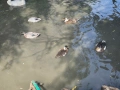 продавам патета call duck, снимка 3