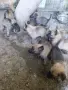 продавам белгийски овчарки, снимка 3
