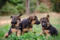 Малки немски овчарки, снимка 6