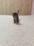 Бенгалски котета, снимка 4