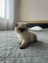 Малки шотландски котенца , снимка 7
