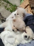 Померани малки кучета, снимка 3