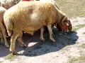 овце и коч аваси , снимка 6