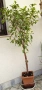 Фикус Бенджамин Microcarpa, височина 145-135см, снимка 2