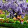 💜🌿💜 Глициния / Вистерия (Wisteria), снимка 1