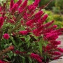 Buddleja dav. Butterfly Candy Little Ruby, снимка 1