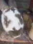 Продавам женски заек великан, снимка 2