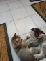 сребарна чинчила с радословие 350 евро одговарят на всички белези за породата, снимка 12