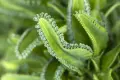 Каланхое Дегремонтиана (Kalanchoe daigremontiana) – живородно сукулентно растение, снимка 3