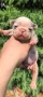 Френски булдог/French Bulldog , снимка 11