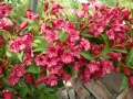 🌺🌺🌺🌺 Вайгела 🌹🌹🌹🌹, снимка 2