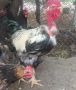 Продавам домашни петли, снимка 3