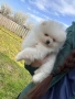 Померан Померанчета, снимка 1