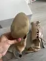 Дамски сандали тип боти с връзки – телесен цвят, снимка 5