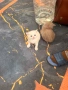 Британски късокосместа и шотландски клепоух, снимка 3