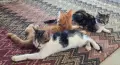 Супер котета британчета!!!, снимка 6